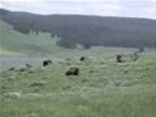 Bison enjoyning their time (5).jpg (78kb)